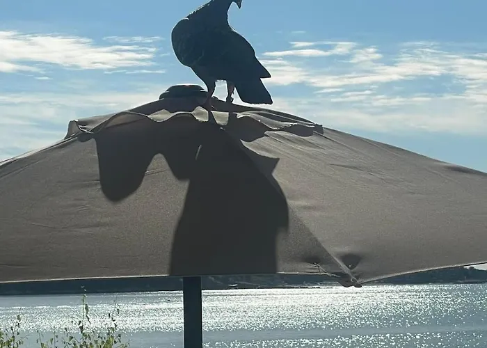 Aura Family Равда